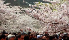 你見過空無一人的中山公園櫻花大道嗎？美！